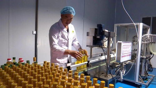 科技創(chuàng)新助力榕江山茶油產(chǎn)業(yè)實現(xiàn)自動化生產(chǎn)